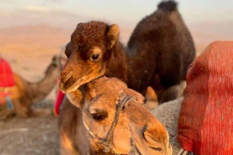 Mittagessen &amp; Schwimmen Kamelritt und Quadfahren in Agayaf
