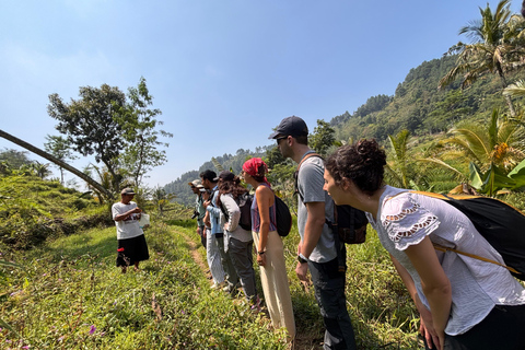 يوغياكارتا: جولة شاملة مع مرشد سير في تراس الأرزيوجياكارتا: جولة شاملة على مدرجات الأرز مع مرشد