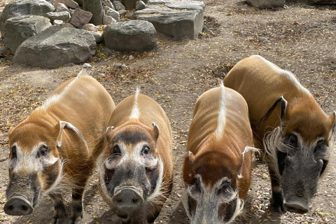 Toronto: Toronto Zoo Entry Ticket