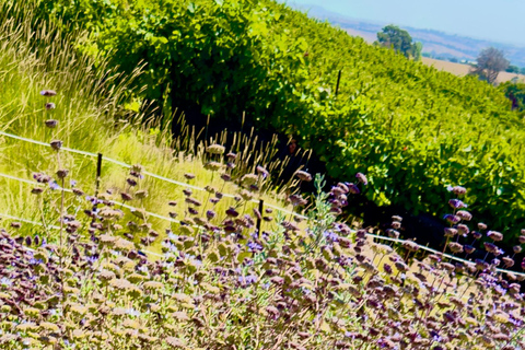 Paso Robles: Private Photography Session with Prints