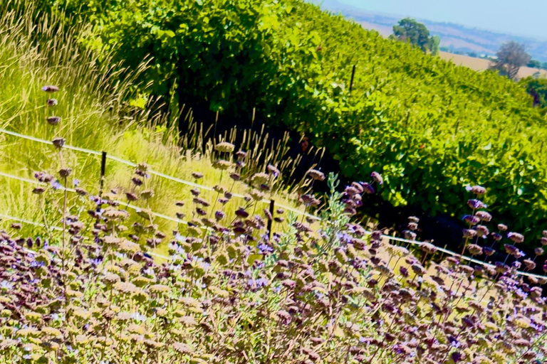 Paso Robles: Private Photography Session with Prints