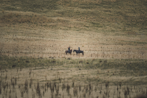 Pembrokeshire: Horseback Riding Through Forest & Hills 1-Hour Horseback Riding Through Forest & Hills