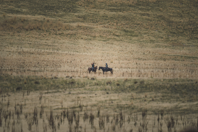 Pembrokeshire: Horseback Riding Through Forest & Hills 1-Hour Horseback Riding Through Forest & Hills