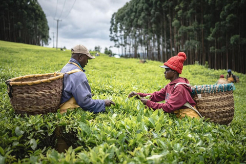 Nairobi: 3-dagars frihetskampstur med te-landskapNairobi: 3-dagars frihetskampstur med Tea Country