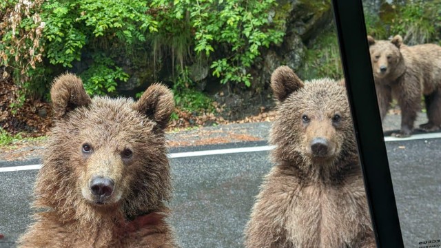 Visit Brown Bears Safari near Poenari Citadel and Transfăgărășan in Transylvania