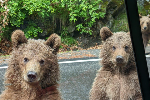 Bucharest: Top Gear Road & Wild Brown Bears, group max 8 pax Bucharest: Transfăgărășan Top Gear Road & Wild Brown Bears