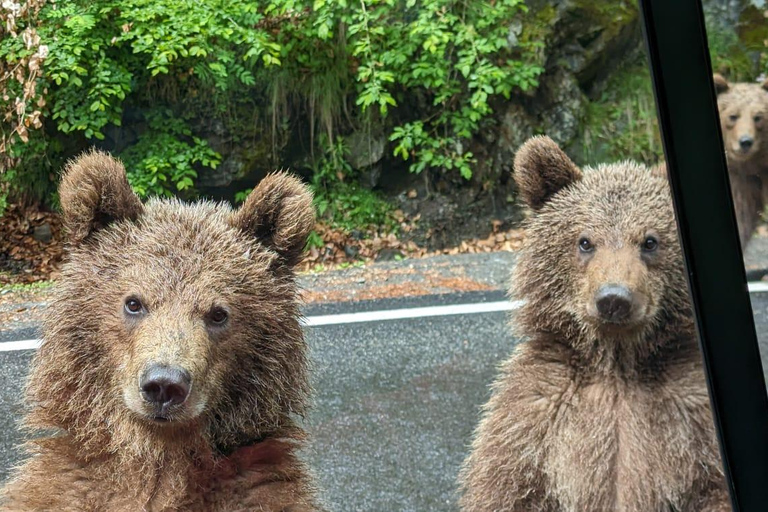 Bucharest: Top Gear Road & Wild Brown Bears, group max 8 pax Bucharest: Transfăgărășan Top Gear Road & Wild Brown Bears