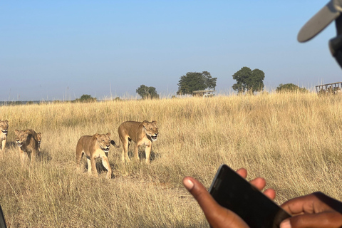 Safari d'une journée à Chobe et safari en bateau depuis les chutes Victoria - 8 heures