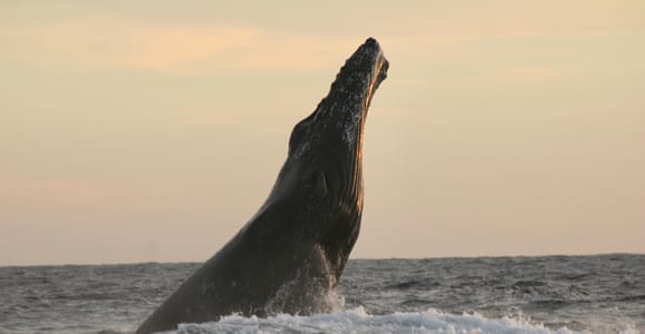 Los Cabos: Whale Watching Safari & Free time at Lovers Beach