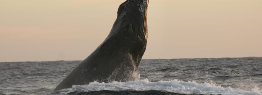 Los Cabos : safari d'observation de baleines et temps libre à Lovers Beach