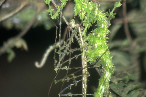 Monteverde: Night Tour with Night Vision Goggles