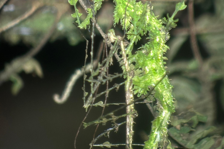 Monteverde: Night Tour with Night Vision Goggles