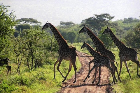 Nairobi: Safari de 3 dias em Samburu, Shaba e Buffalo Springs