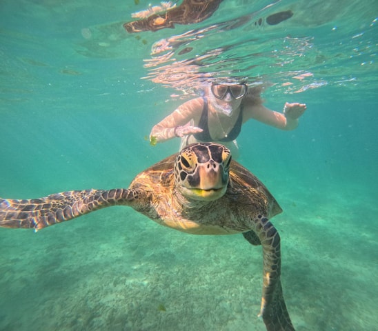 Mirissa: een onvergetelijke snorkelervaring met schildpadden