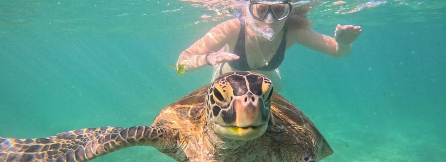 Mirissa : une expérience de plongée avec tuba inoubliable en compagnie des tortues