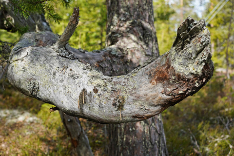 Rovaniemi: Övertorneå e a colina Aavasaksa. História e natureza