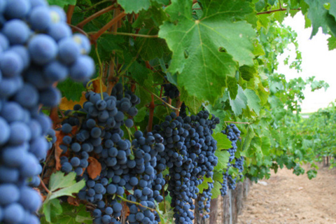 Toledo: Casa del Valle Winery Tour and Wine Tasting