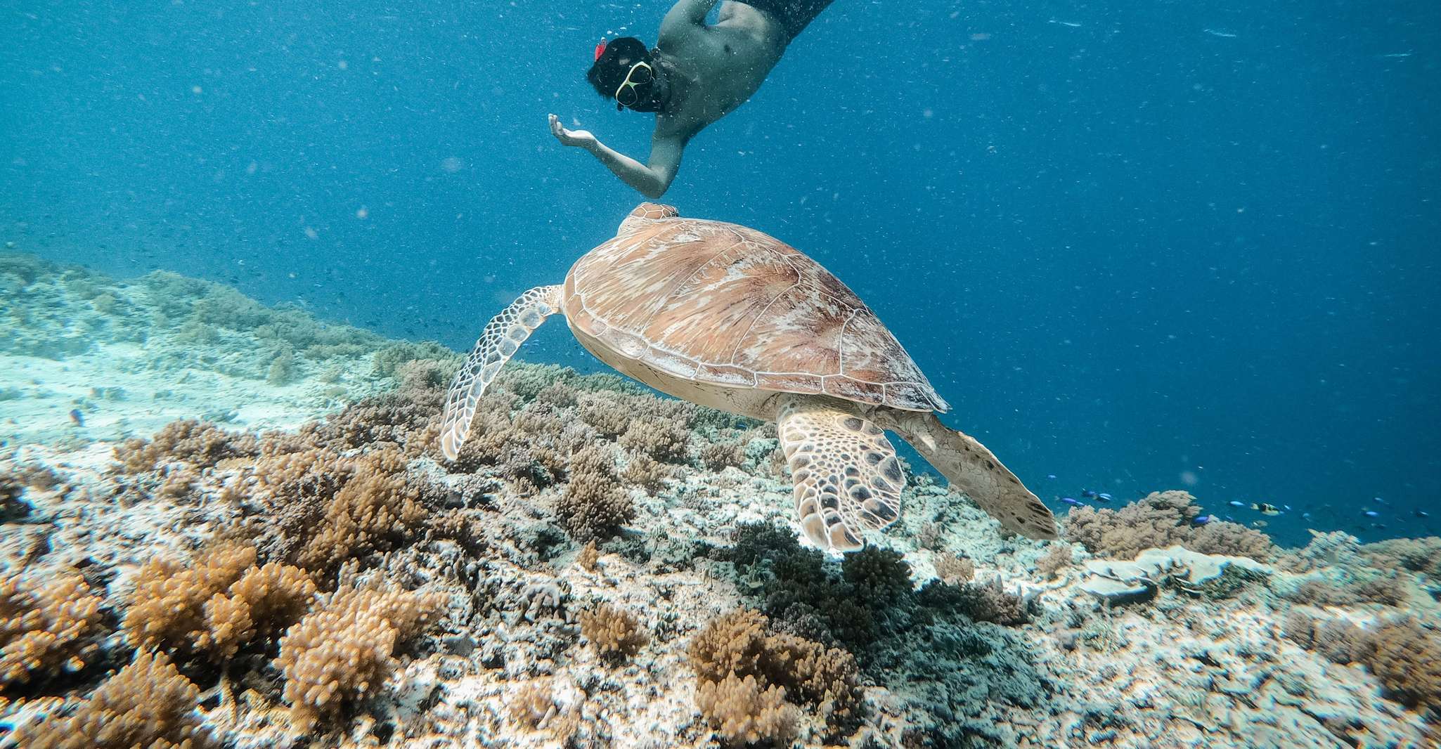 From Gili Trawangan, Gili Islands Snorkeling Tour by Boat - Housity