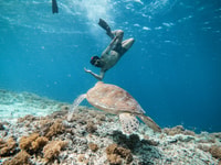 Desde Gili Trawangan, la gira de snorkel de las islas Gili en barco - Housity