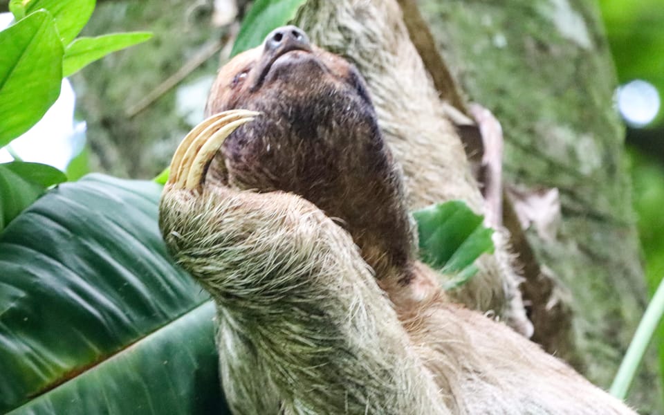 Arenal Volcano: Sloth Tour & Cultural Tour | GetYourGuide