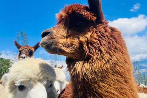 From Quito: Otavalo, Mercado de Ponchos, Cuicocha Lagoon, and Alpaca Farm Trip to Otavalo, Mercado de Ponchos, Cuicocha Lagoon, Alpaca Farm