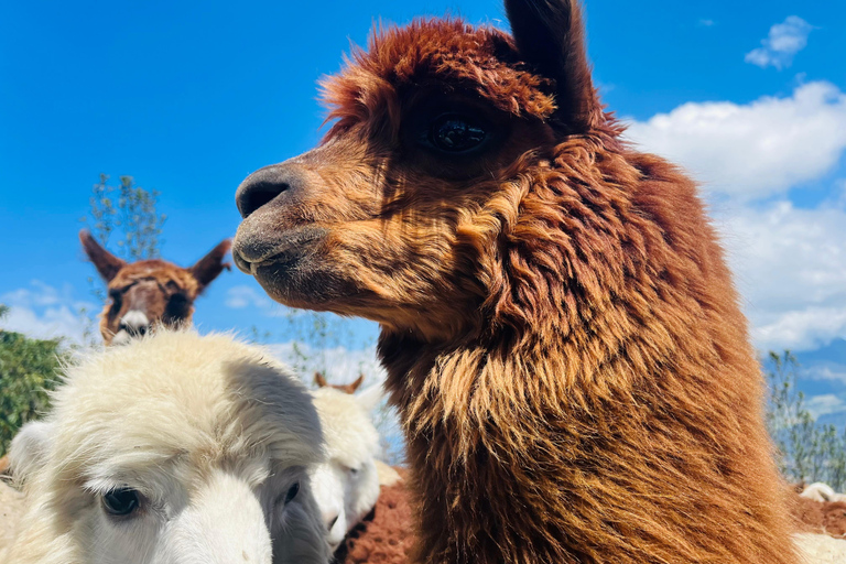 From Quito: Otavalo, Mercado de Ponchos, Cuicocha Lagoon, and Alpaca Farm Trip to Otavalo, Mercado de Ponchos, Cuicocha Lagoon, Alpaca Farm
