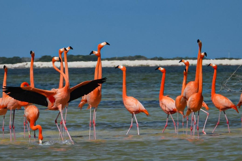 Excursión con flamencos Río Lagartos, Yucatán 2 horas