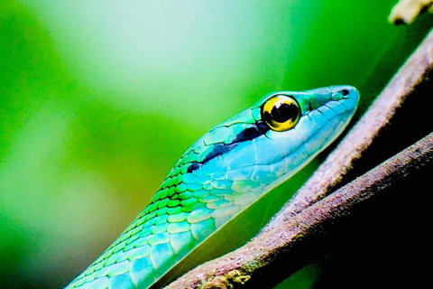 Manuel Antonio: Wildlife en Strand Tour in Nationaal ParkGroepsrondleiding (toegang tot park NIET inbegrepen)