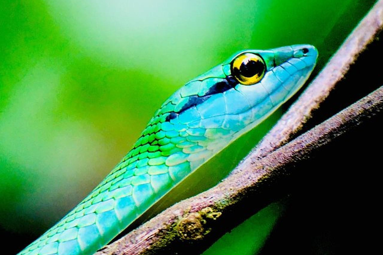 Manuel Antonio: Wildlife en Strand Tour in Nationaal ParkGroepsrondleiding (toegang tot park NIET inbegrepen)