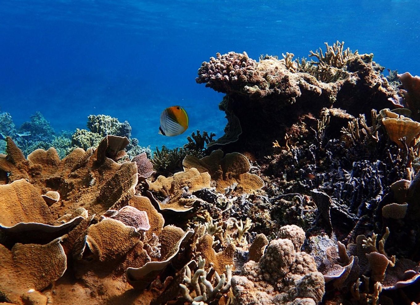 Ishigaki: Mangrove SUP eller kano & snorkling ved Phantom Island