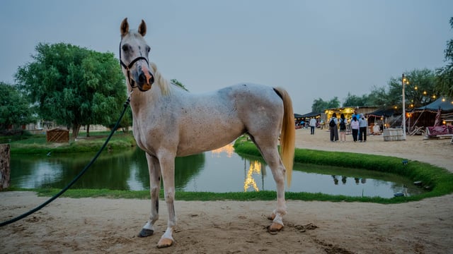 Dubai: Esperienza di equitazione nell&#039;oasi di Al Marmoom con spuntino