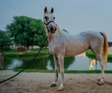 Dubai: Al Marmoom Oasis hesteopplevelse med snacks