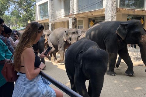 Pinnawala and Kandy Day Tour from Colombo or Negombo Pinna Walla and candy one day tour