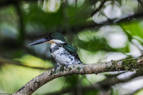 Carara National Park: Guided Walk Carara Costa Rica Nature