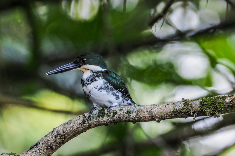 Parque Nacional de Carara: Paseo guiado Carara Costa Rica Naturaleza