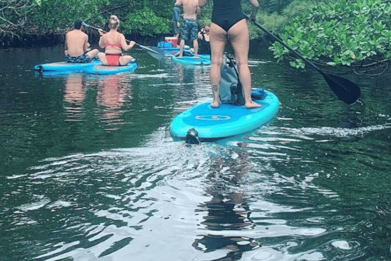 Mangrove Jungle exploration on SUP/Kayak