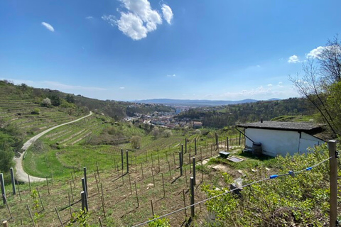 Degustazione e tour di piccole cantine biologiche con un enologo