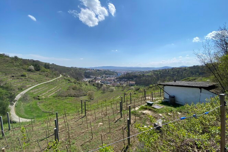 Degustação e passeio por pequenas vinícolas orgânicas com um enólogo