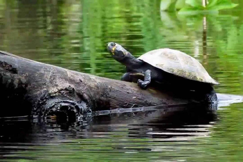 Depuis Iquitos : Pacaya Samiria - 3 jours d&#039;excursion dans la jungle amazonienne