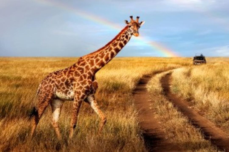 From Nairobi: 8-Day Mara, Nakuru, Naivasha & Amboseli Safari
