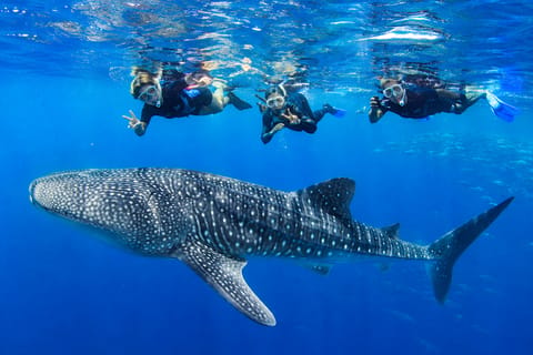 Boracay Whale Shark Watching with Transfer (Libertad) - Image 2