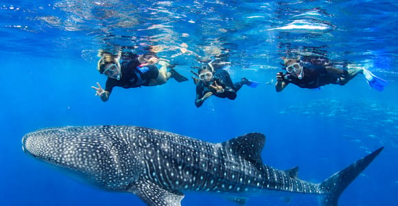 Spotted whale shark swimming beneath the surface in open blue water