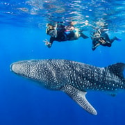 Boracay Whale Shark Watching with Transfer (Libertad)