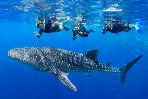 Boracay Whale Shark Watching with Transfer (Libertad)