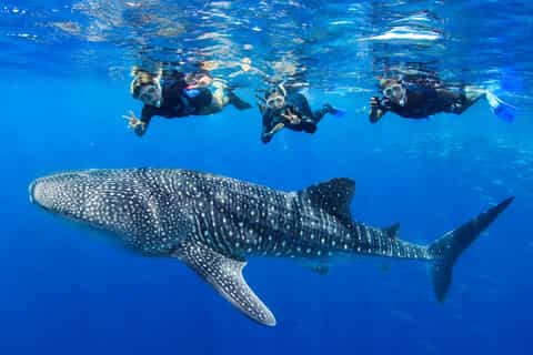 Boracay Whale Shark Watching with Transfer (Libertad) - Image 3
