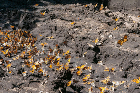 Mexico City: Valle de Bravo & Monarch Butterfly Private Tour