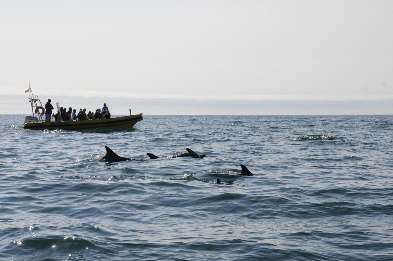 Nazaré: Delfin-Safari