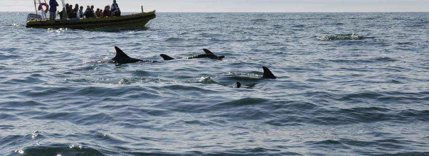 Nazaré : Safari aux dauphins