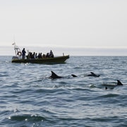 Nazaré: Dolphin Safari