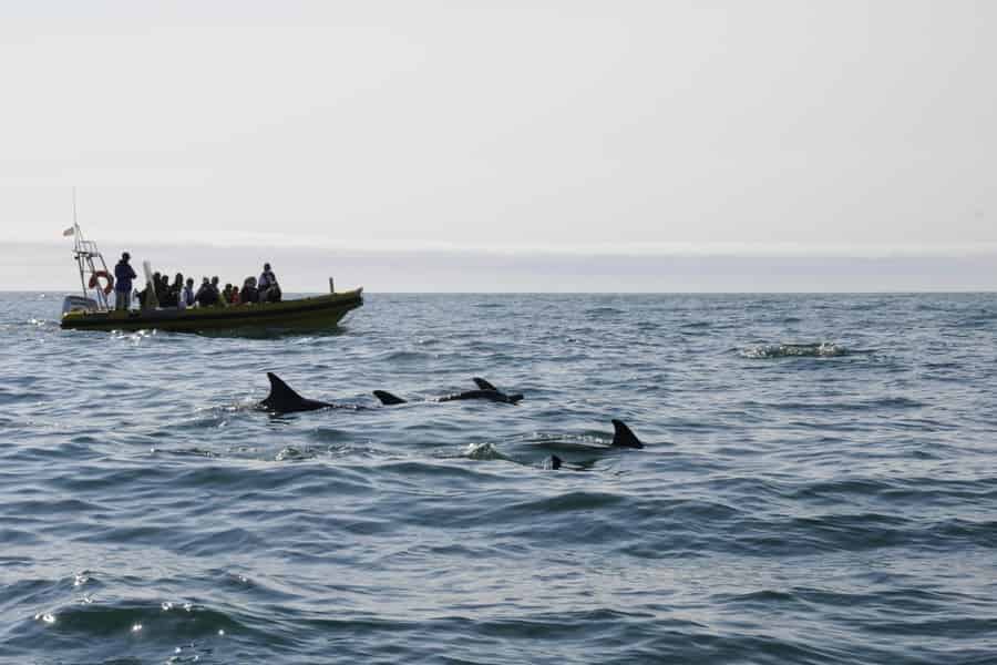 Nazaré: Delfin-Safari. Foto: GetYourGuide Nazaré: Delfin-Safari. Foto: GetYourGuide